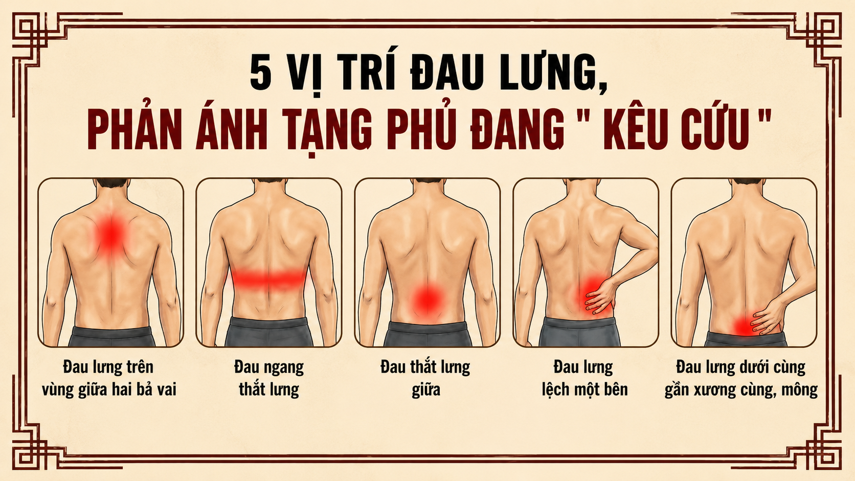 5 Dấu Hiệu Đau Lưng Là Tín Hiệu Nội Tạng Của Bạn Đang Kêu Cứu 6 Infographic 5 vị trí đau lưng phản ánh tạng phủ đang kêu cứu — dấu hiệu cảnh báo nội tạng cần đi khám sớm T.Kim Yoga
