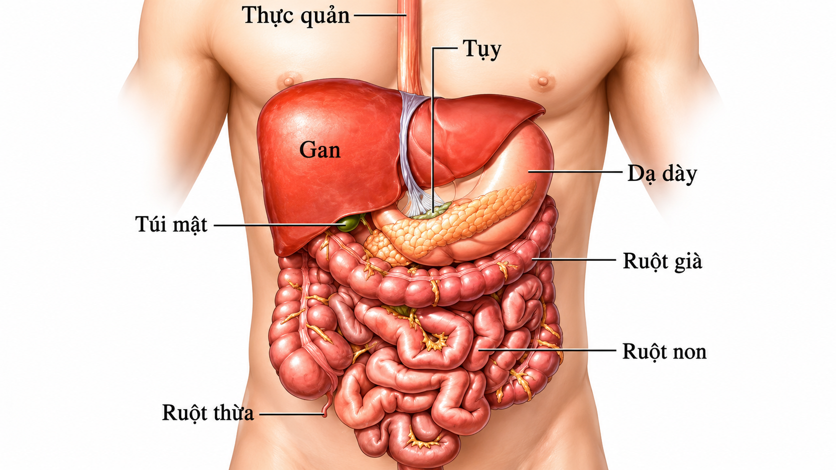 5 Dấu Hiệu Đau Lưng Là Tín Hiệu Nội Tạng Của Bạn Đang Kêu Cứu 7 Sơ đồ giải phẫu nội tạng tuỵ gan túi mật dạ dày ruột — vị trí gây đau lan ra lưng referred pain cảnh báo y khoa