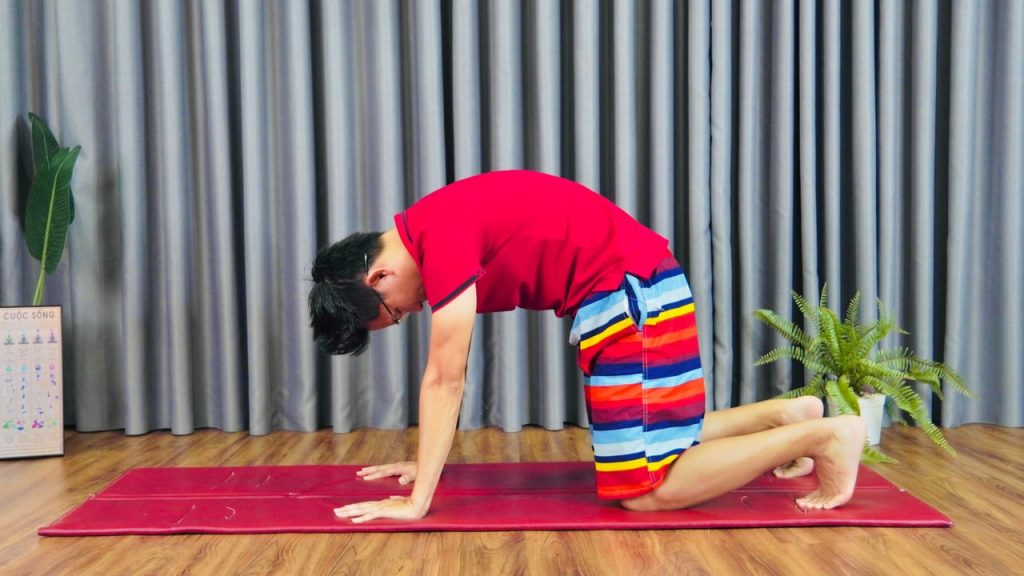 Căn chỉnh tư thế yoga mèo bò đúng kỹ thuật cho người mới bắt đầu